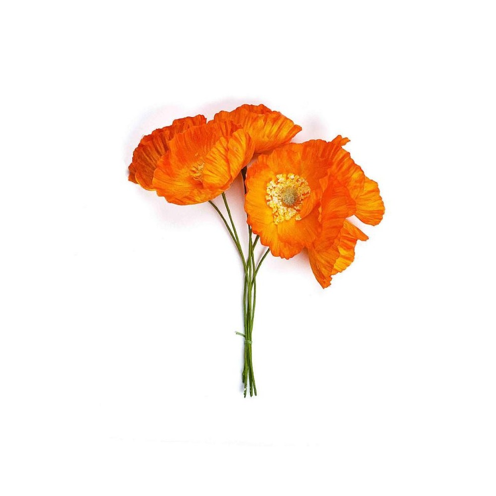 PAPAVERO ARANCIONE D7 H16